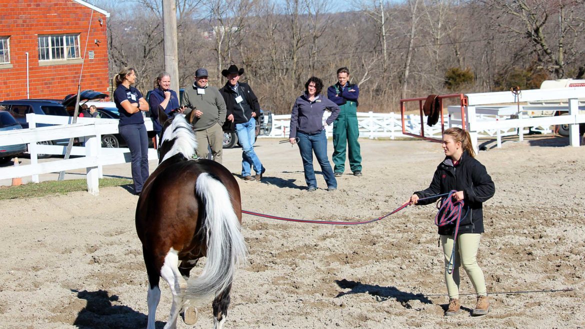 Lunging Evaluation with the Equinosis Q with Lameness Locator