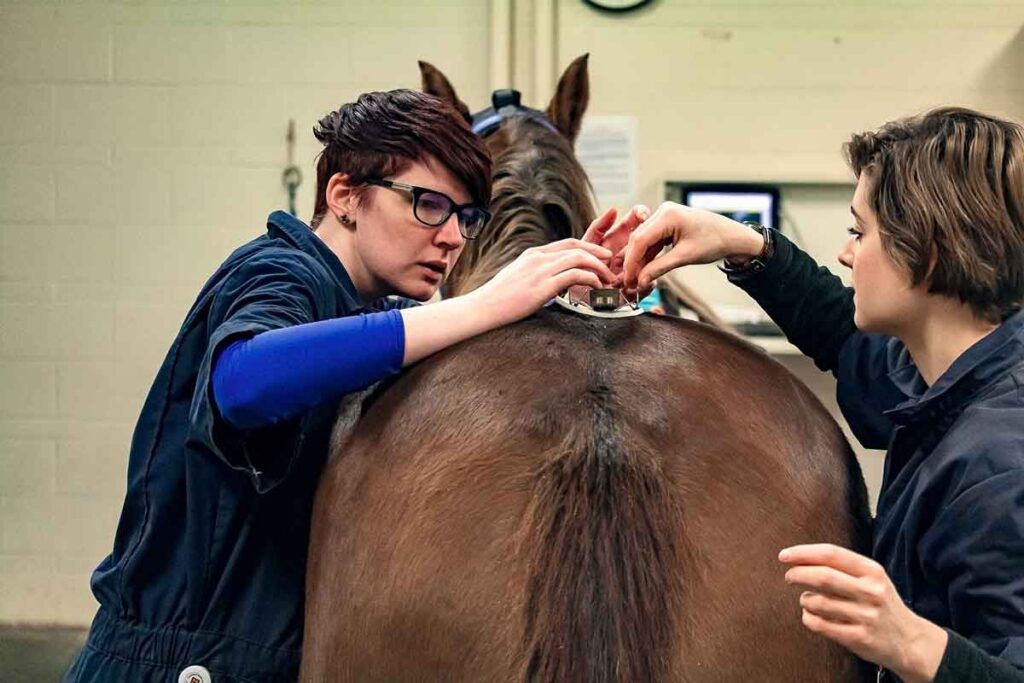 Veterinary students Rachael Schulte (left) and Eileen Larsen (right) ensuring the Q's pelvic sensor is properly aligned.
