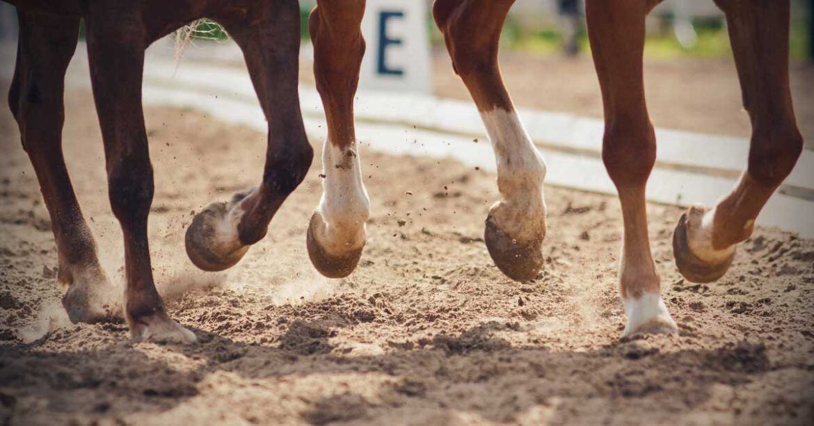 Equine Lameness and Poor Performance-Problems Of The Forelimb And Neck